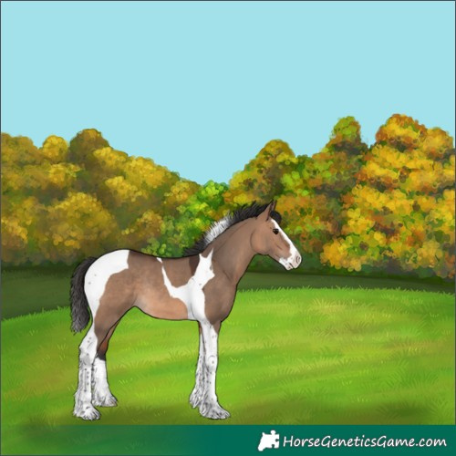 Horse Color:Brown Dun Splash Tobiano Rabicano 