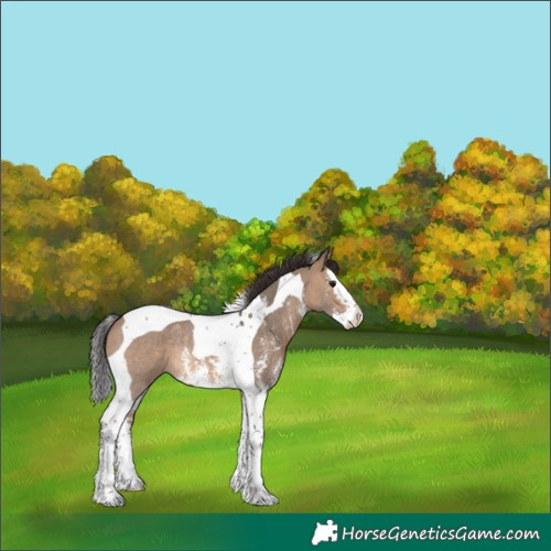 Horse Color:Brown Dun Sabino Splash Tobiano Rabicano 