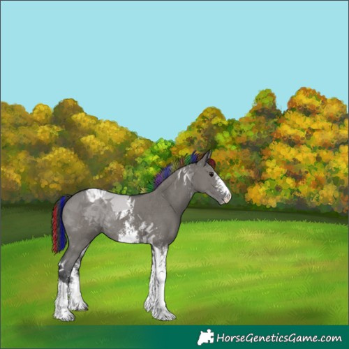 Horse Color:Painted Grullo Sabino Tobiano Rabicano 