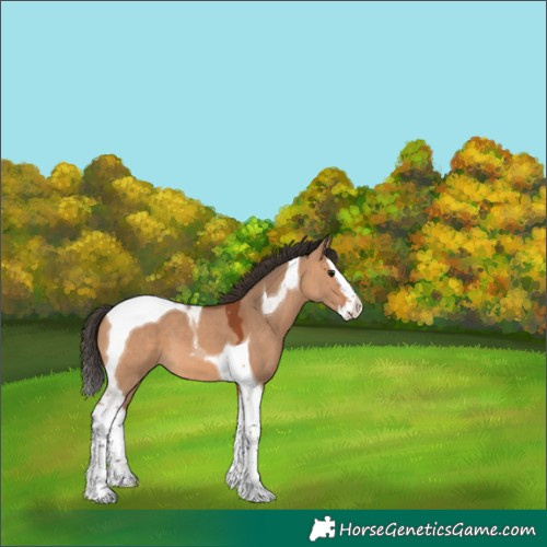 Horse Color:Bay Dun Splash Tobiano 
