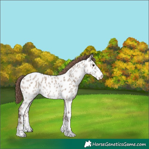 Horse Color:Liver Red Dun Ice Sabino Near Leopard Rabicano 
