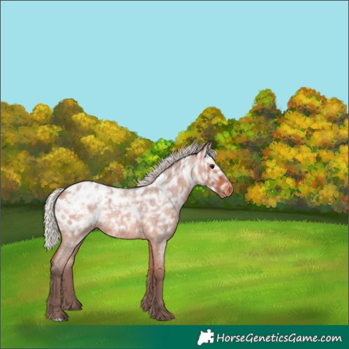 Horse Color:Silver Bay Ice Roan Appaloosa Rabicano 