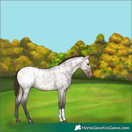 Horse Color:Bay Ice Roan Dun Tobiano Appaloosa Rabicano 