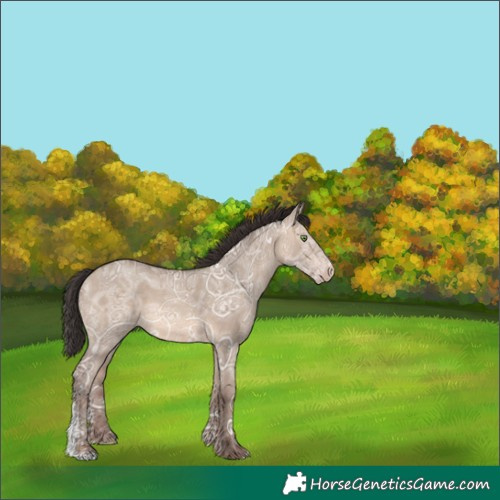 Horse Color:Sable Champagne Ice Dun Sabino Rabicano 