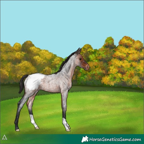 Horse Color:Bay Roan Appaloosa 