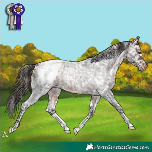 Horse Color:Bay Roan Snowcap 
