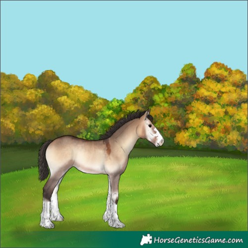 Horse Color:Bay Onyx Rabicano 
