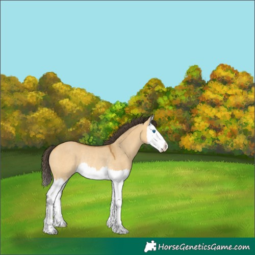 Horse Color:Buckskin Dun Splash Rabicano 