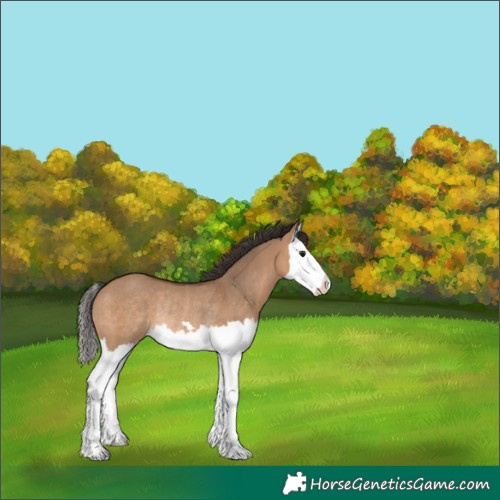 Horse Color:Bay Dun Splash Rabicano 