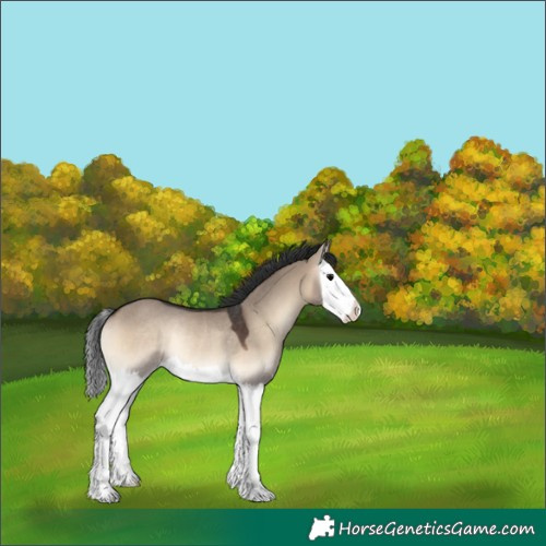 Horse Color:Brown Onyx Splash Rabicano 