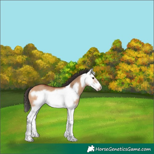 Horse Color:Bay Dun Splash Frame Rabicano 
