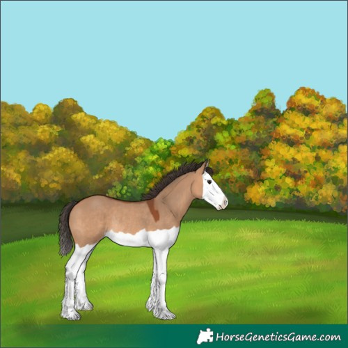 Horse Color:Bay Dun Splash Rabicano 