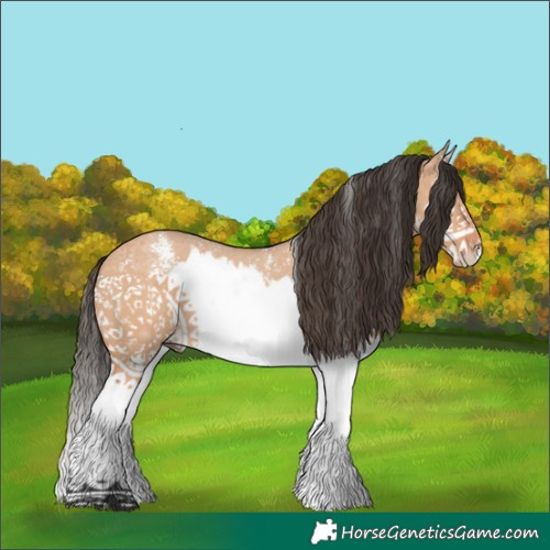 Horse Color:Bay Dun Sabino Splash 