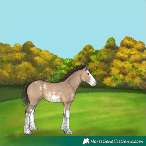 Horse Color:Bay Dun Sabino Splash 