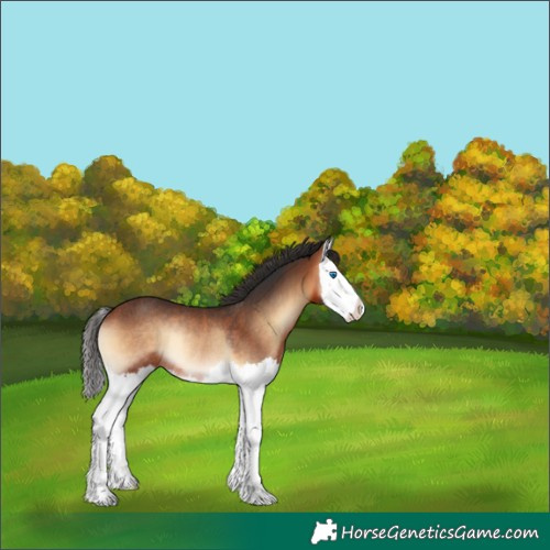 Horse Color:Bay Onyx Splash Rabicano 