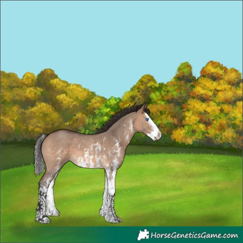 Horse Color:Brown Dun Sabino Splash 