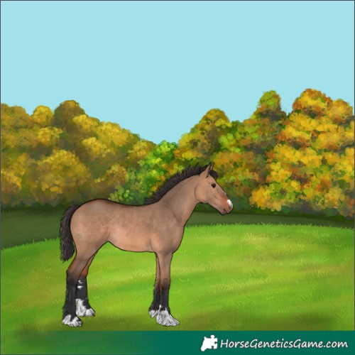Horse Color:Bay Dun Rabicano 