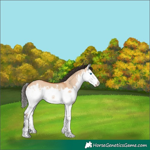 Horse Color:White Spotted Bay Dun Splash 