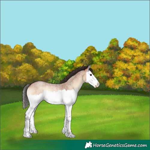 Horse Color:Bay Roan Onyx Splash Rabicano 