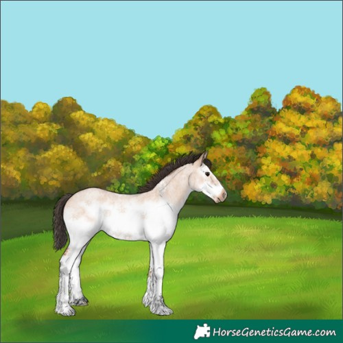 Horse Color:White Spotted Bay Roan Dun Splash Frame Rabicano 