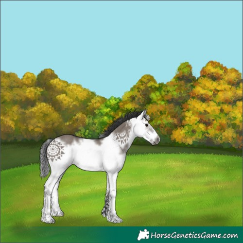 Horse Color:White Spotted Grullo Splash Frame Rabicano 