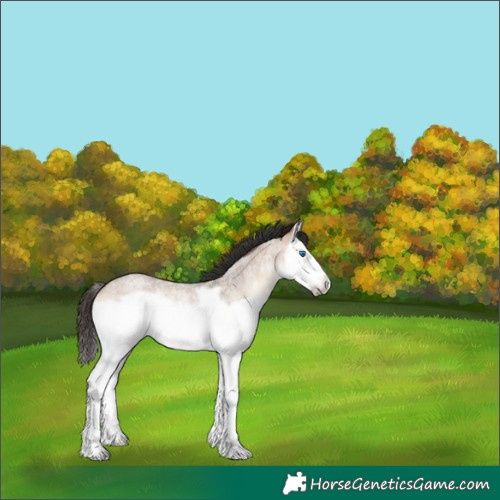 Horse Color:Bay Roan Onyx Splash Frame Rabicano 