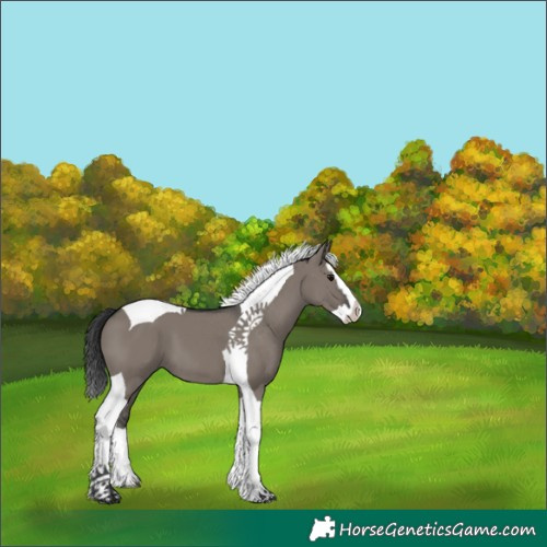 Horse Color:White Spotted Grullo Splash Tobiano 