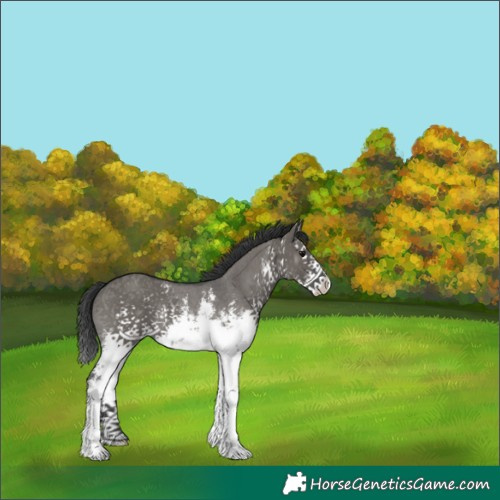 Horse Color:White Spotted Grullo Sabino Splash Rabicano 