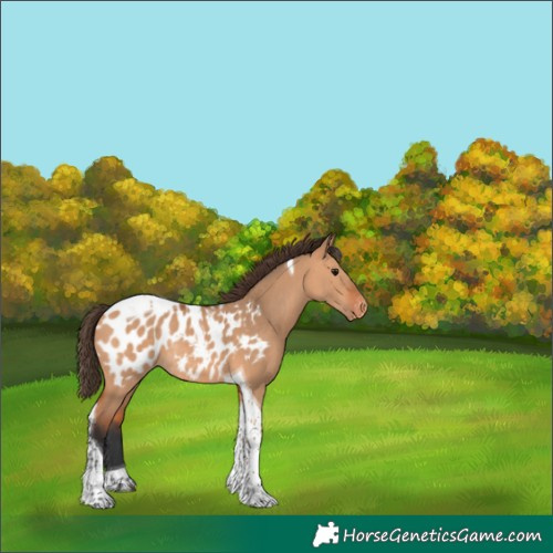 Horse Color:Bay Dun Tobiano Blanket Rabicano 