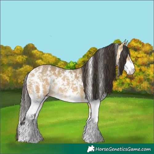 Horse Color:Buckskin Dun Sabino Rabicano 