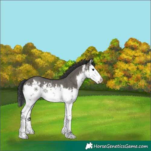 Horse Color:White Spotted Grullo Splash Rabicano 