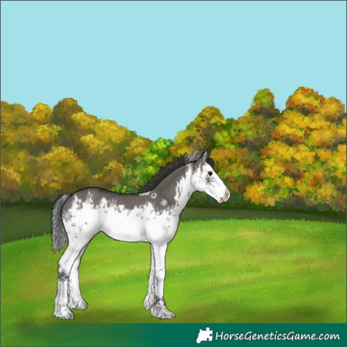 Horse Color:White Spotted Grullo Splash Rabicano 