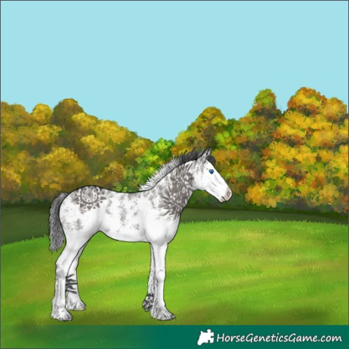 Horse Color:Grullo Sabino Splash Rabicano 
