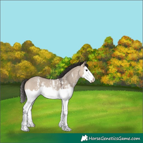 Horse Color:Brown Dun Sabino Splash Rabicano 
