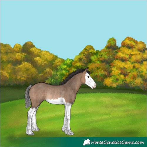 Horse Color:Brown Dun Splash Rabicano 