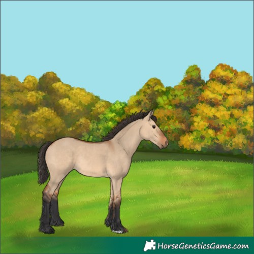 Horse Color:Bay Dun Rabicano 