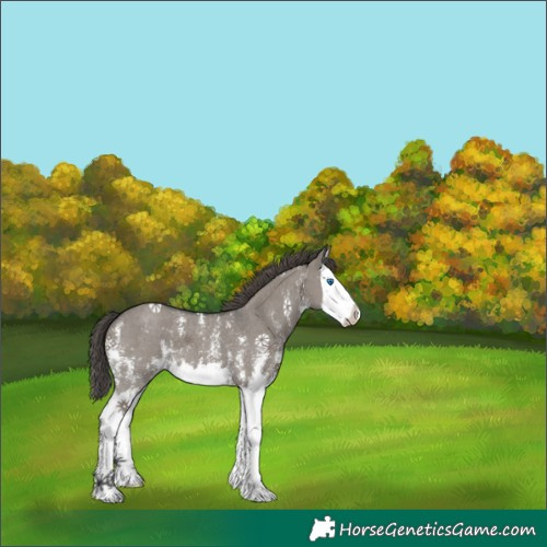 Horse Color:Grullo Sabino Splash Appaloosa 
