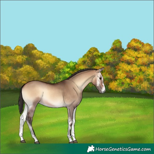Horse Color:Bay Onyx Rabicano 