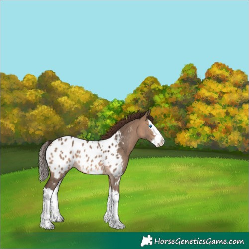 Horse Color:Brown Dun Splash Appaloosa Rabicano 