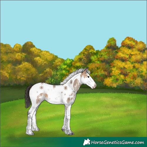 Horse Color:Bay Dun Sabino Splash Tobiano 