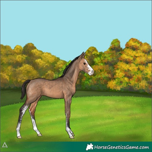 Horse Color:Bay Dun Sabino 