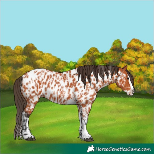Horse Color:Bay Splash Tobiano Near Leopard and Bay Splash Tobiano Near Leopard