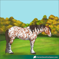 Horse Color:Bay Splash Tobiano Appaloosa and Bay Splash Tobiano Appaloosa
