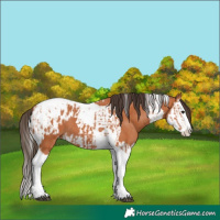 Horse Color:Bay Splash Tobiano Appaloosa and Bay Splash Tobiano Appaloosa