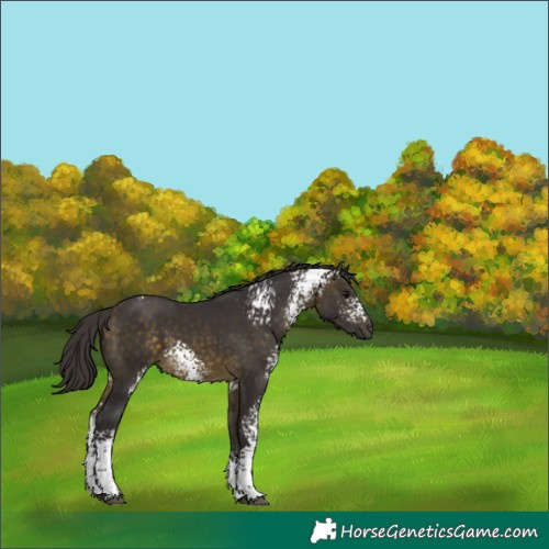 Horse Color:White Spotted Buckskin