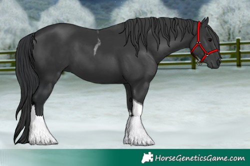 Horse Color:Black Tobiano