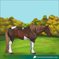 Horse Color:Liver Chestnut Tobiano 