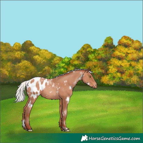 Horse Color:White Spotted Silver Amber Champagne Blanket 