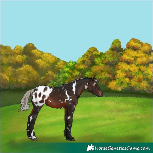 Horse Color:Gray White Spotted Silver Brown Blanket