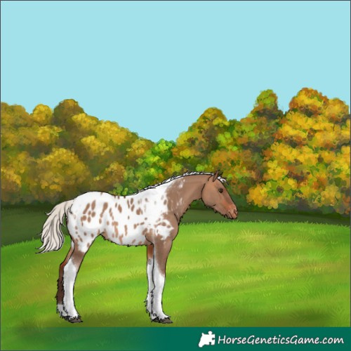 Horse Color:Silver Bay Dun Tobiano Blanket Rabicano 